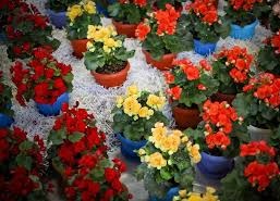 96/3/21نمایشگاه گل و گیاه و گیاهان داروئی وتجهیزات وابسته شهر قزوین