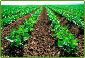 94/1/17صورتجلسه چهاردهم جلسه شورای راهبردی کود