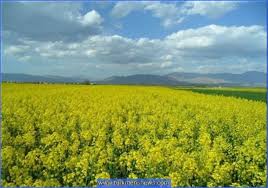 94/1/17نمایشگاه بین المللی کشاورزی در کشور کلمبیا